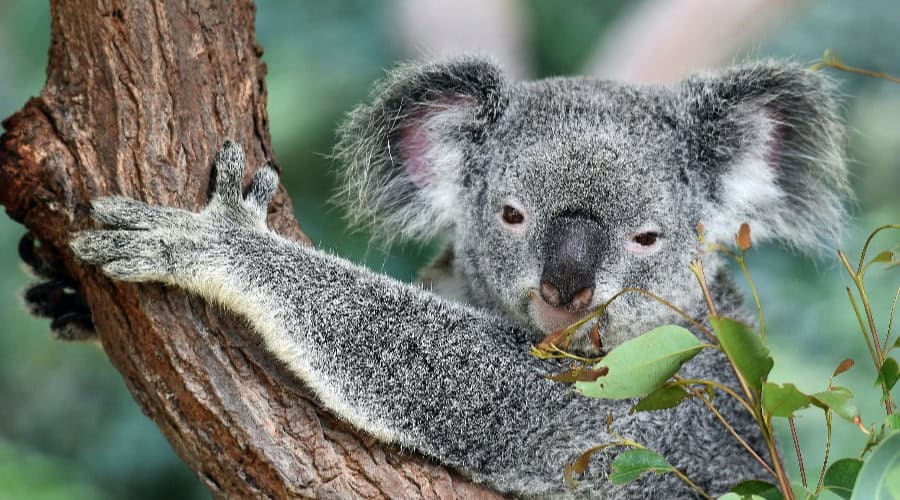 Koala in Australia